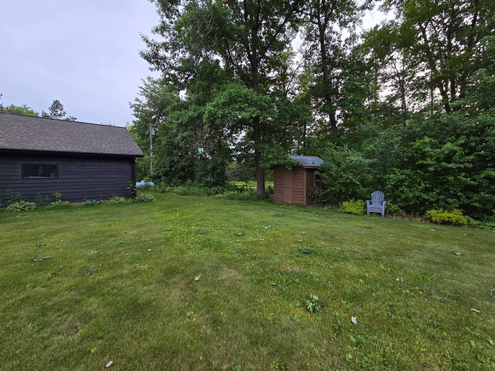 Backyard before clearing, with dense brush and overgrowth surrounding the shed and tree line